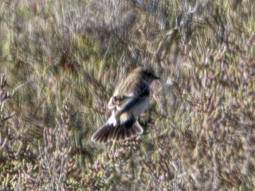 Siberian Stonechat
