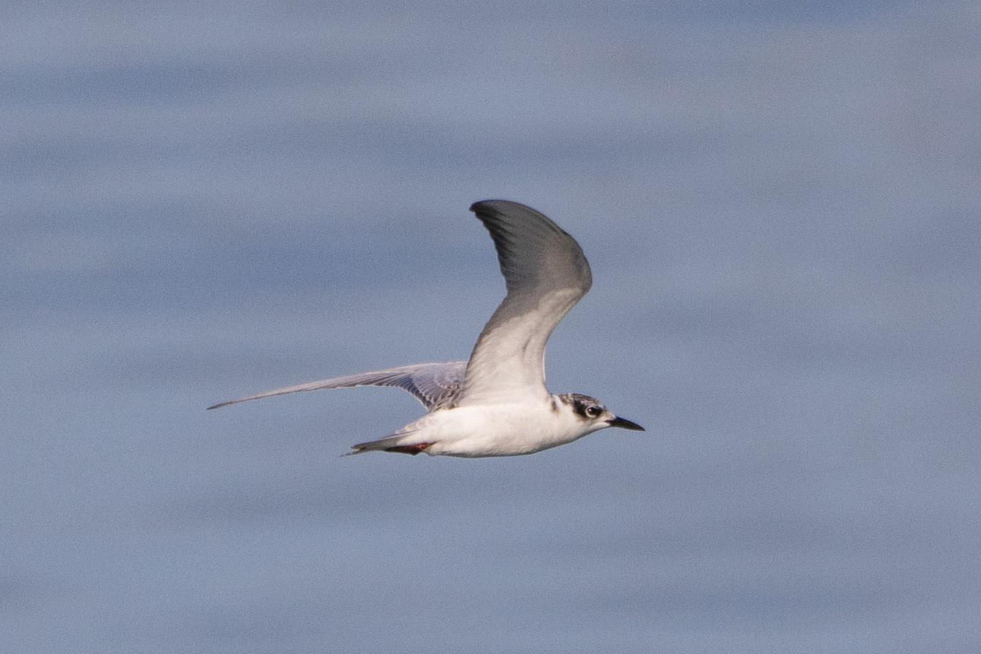 Whiskered Tern