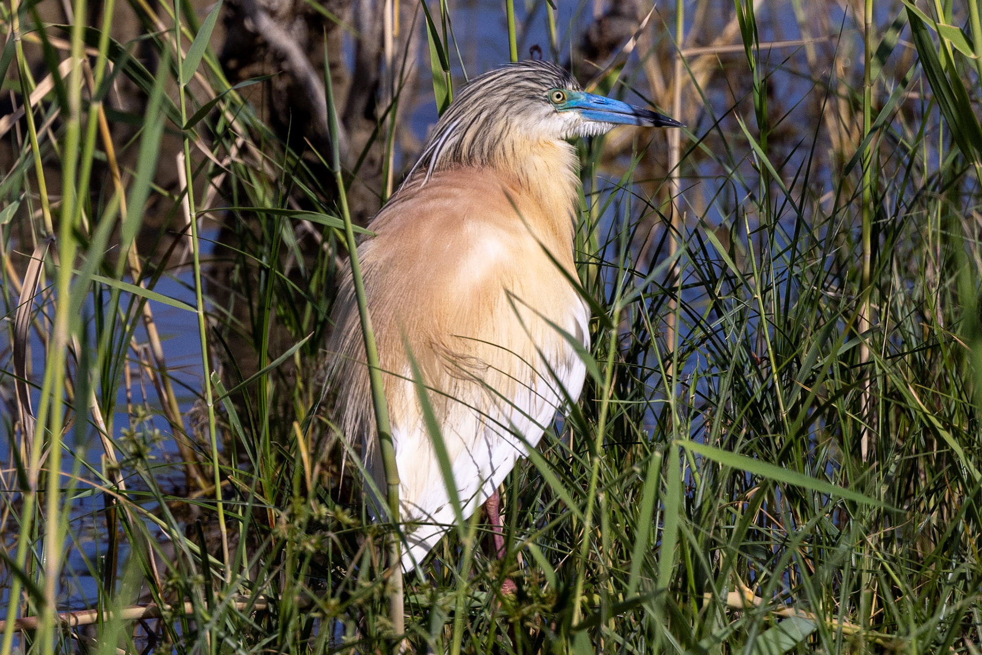 Squacco Heron