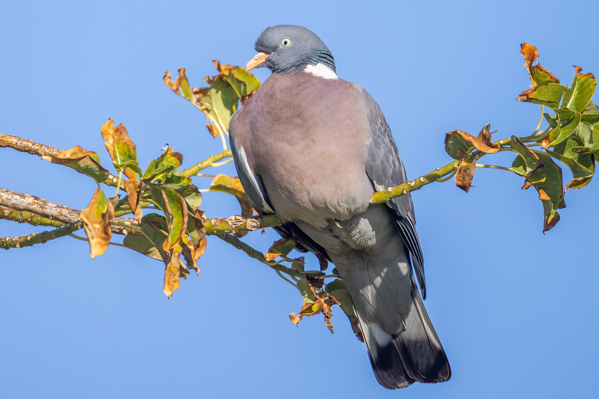 Woodpigeon