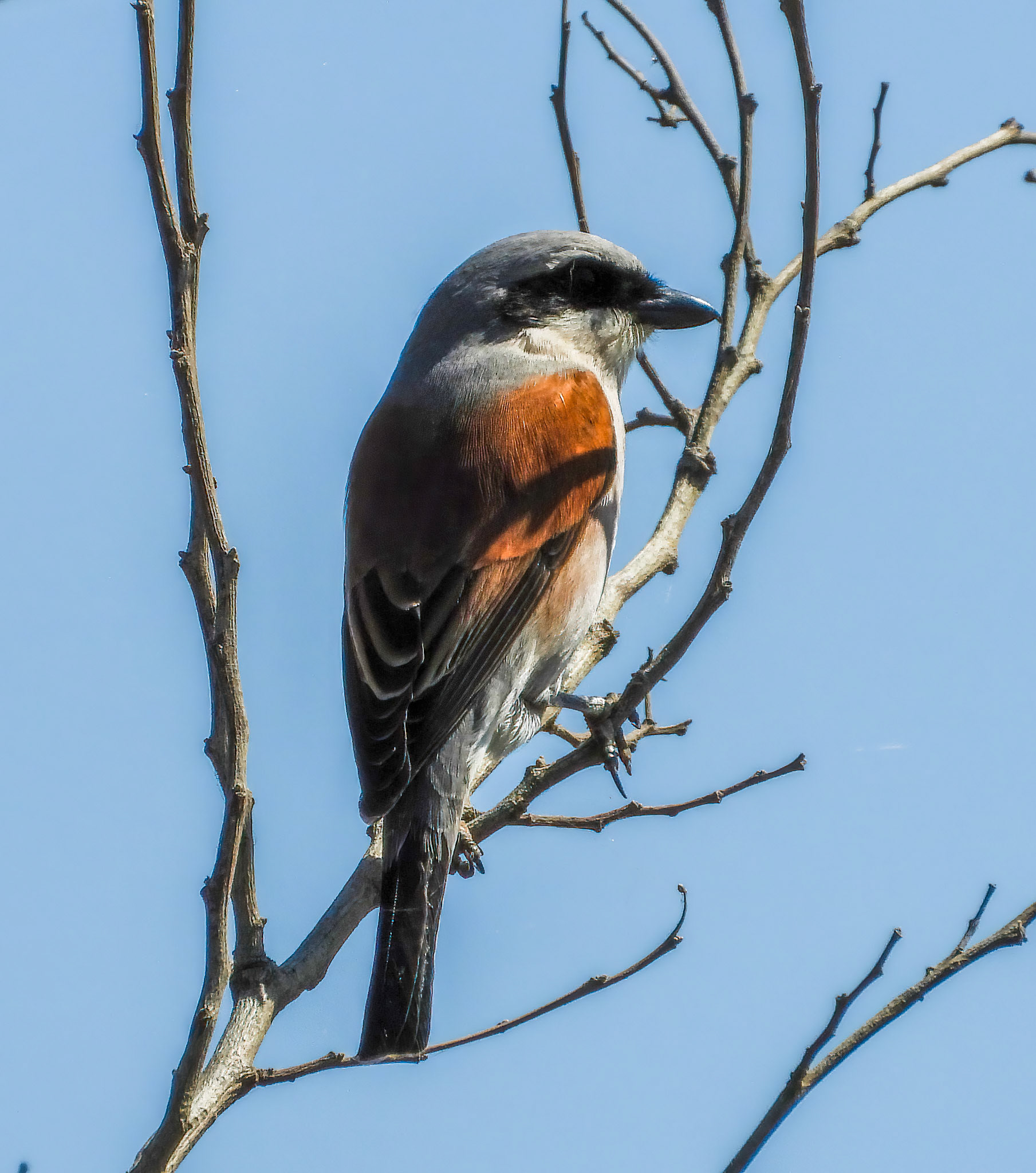 Red-backed Shrike