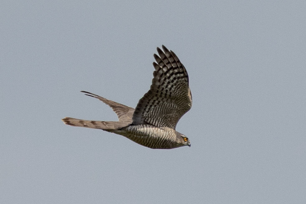 Sparrowhawk