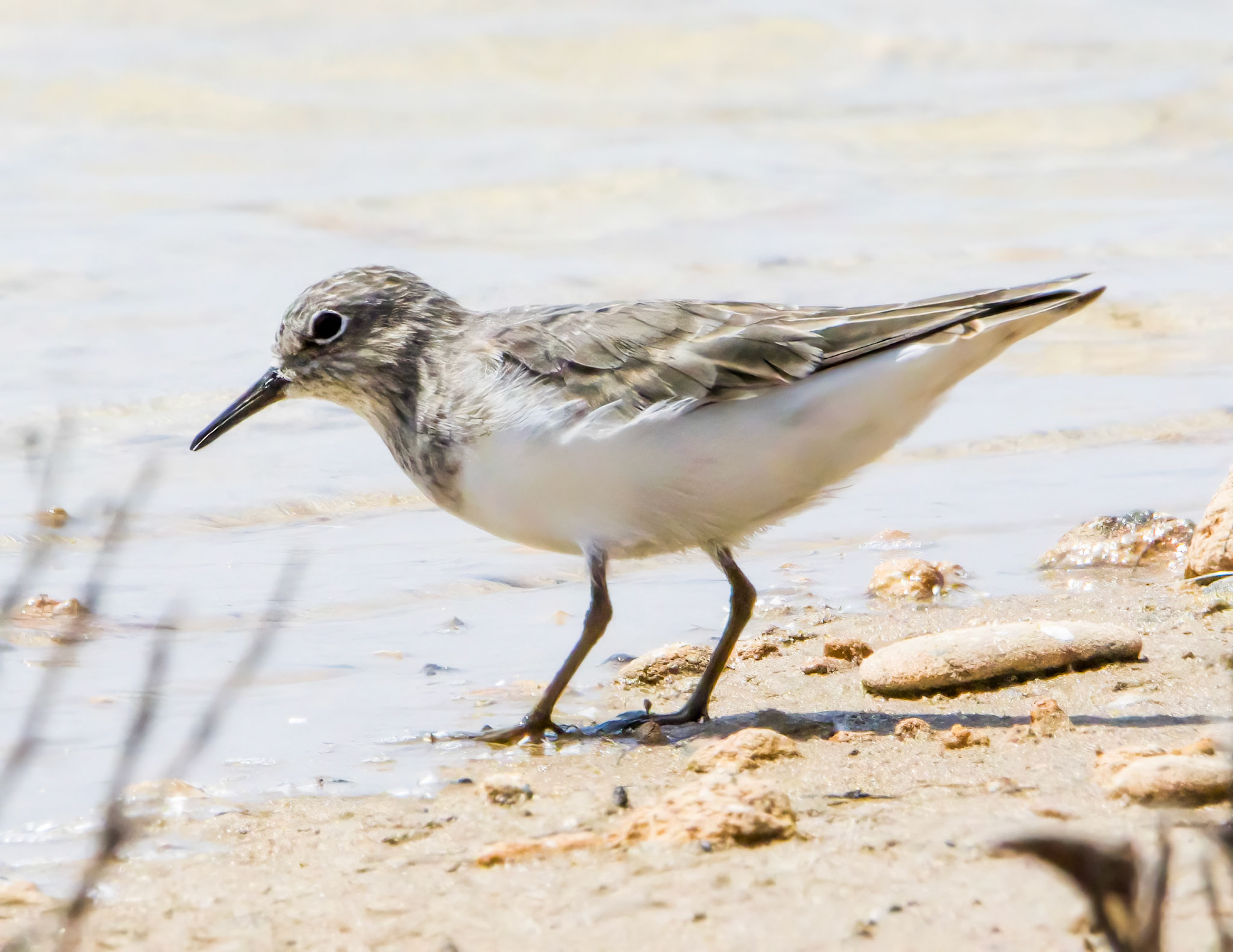 Temminck's Stint