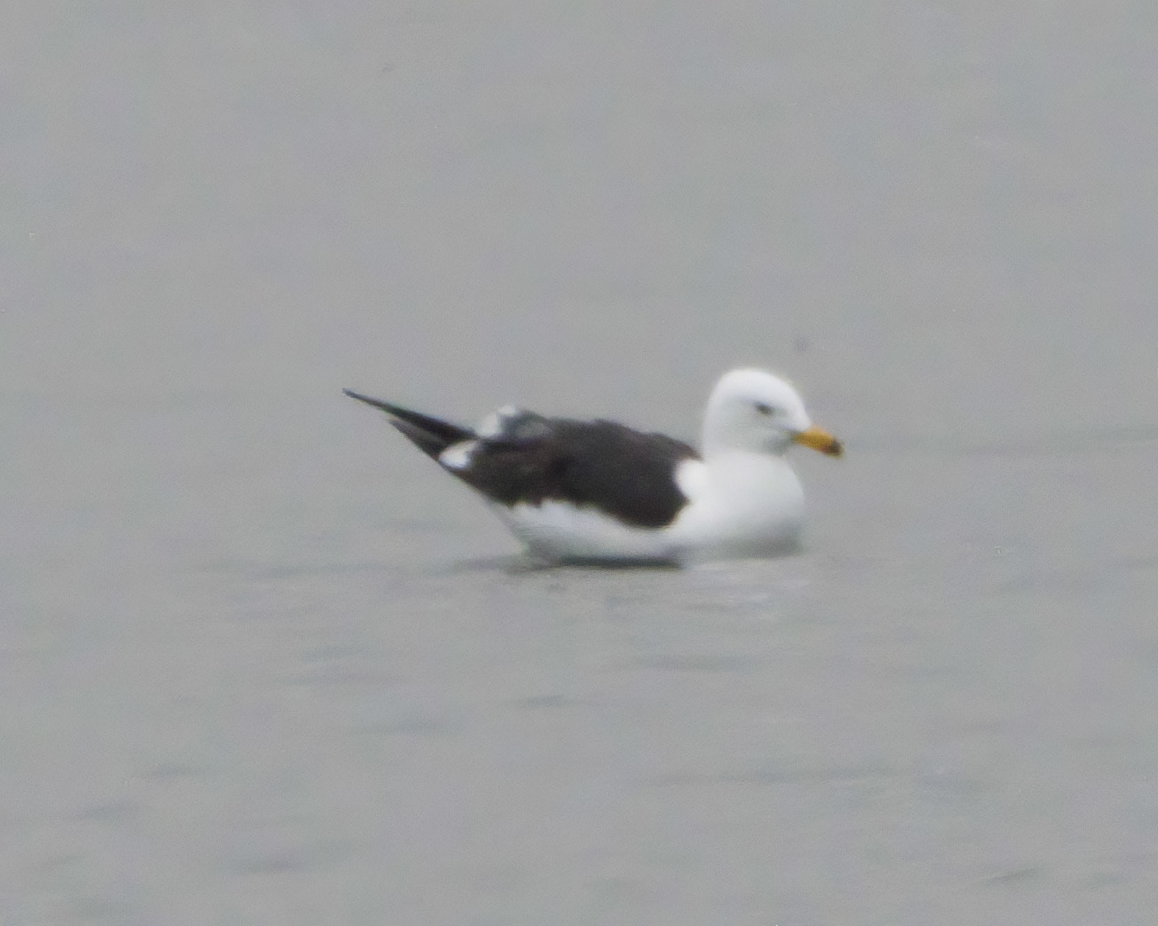Baltic Gull