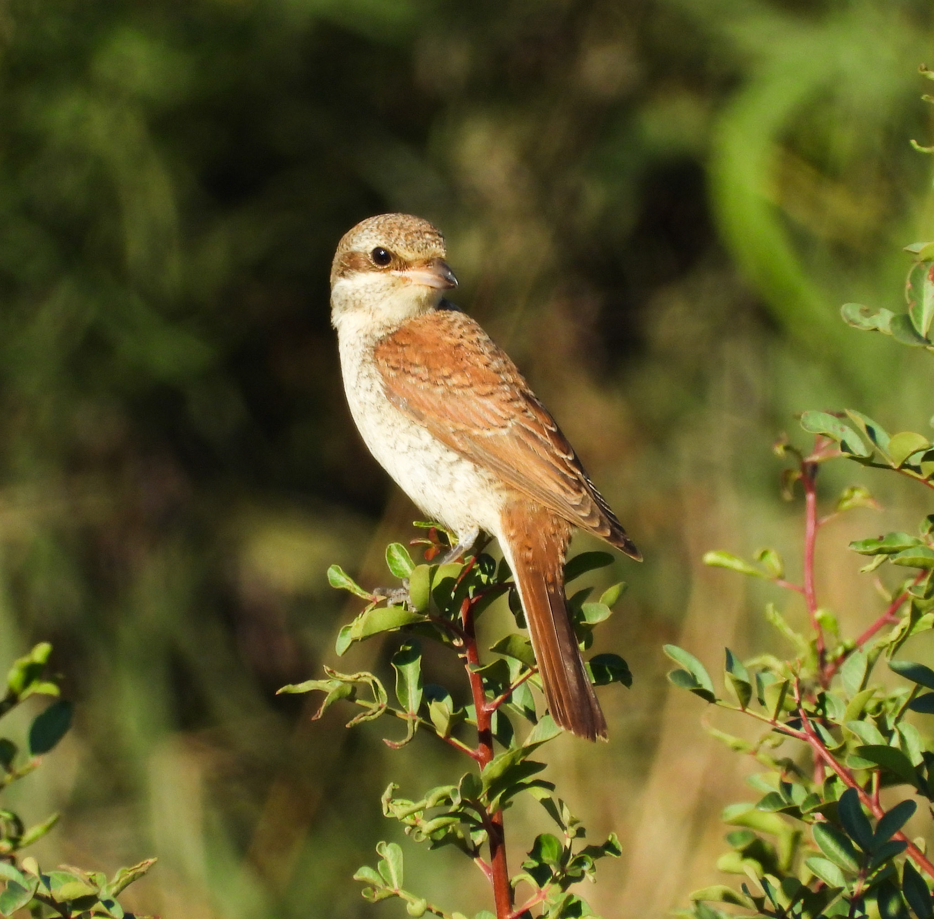 Red-backed Shrike