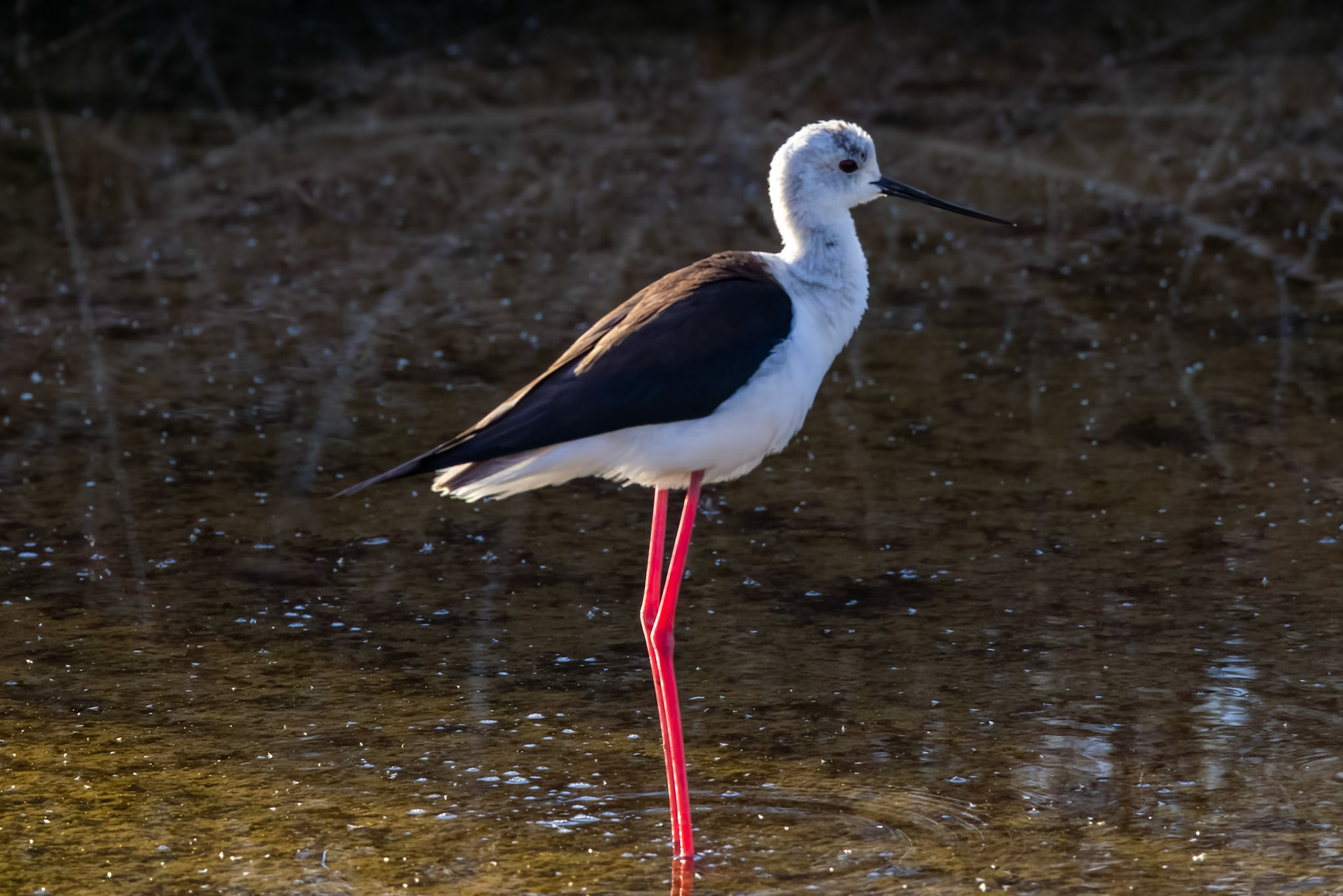 Black-winged Stilt
