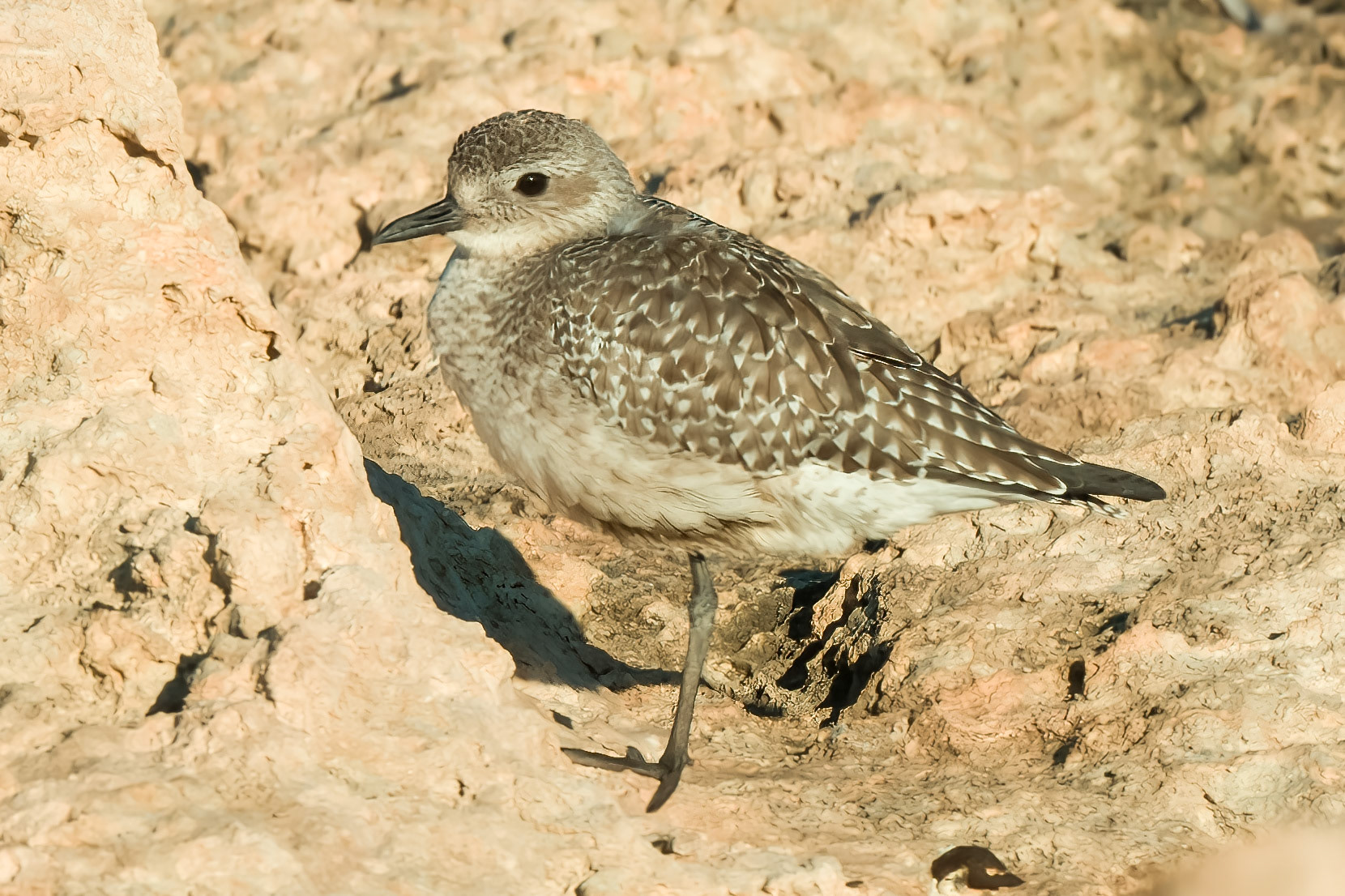Grey Plover