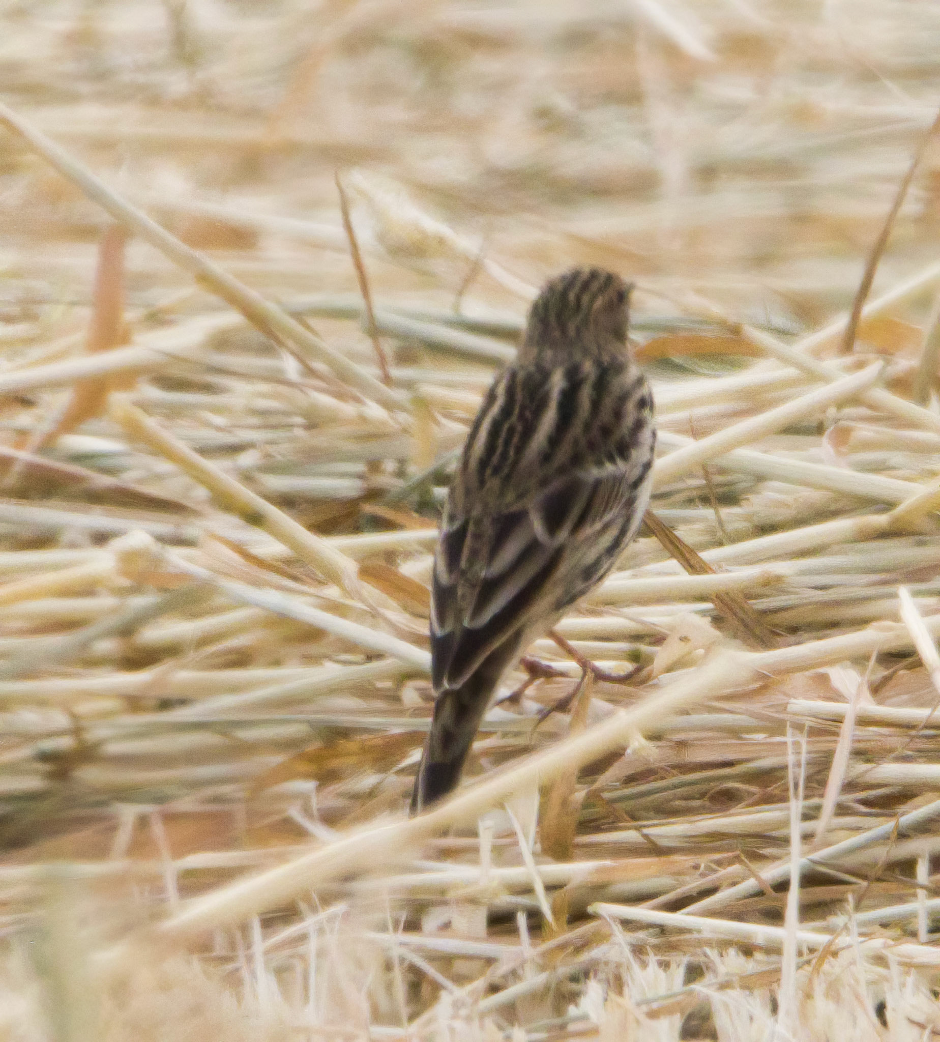 Red-throated Pipit
