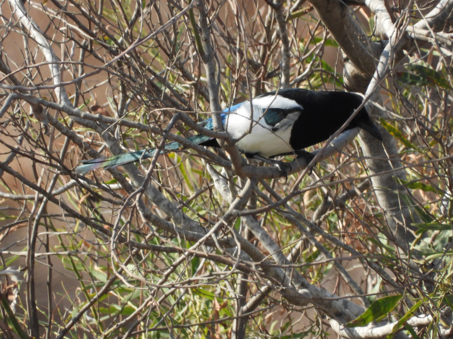Magpie