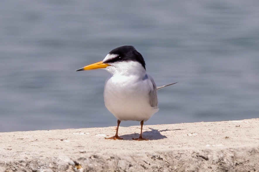 Little Tern