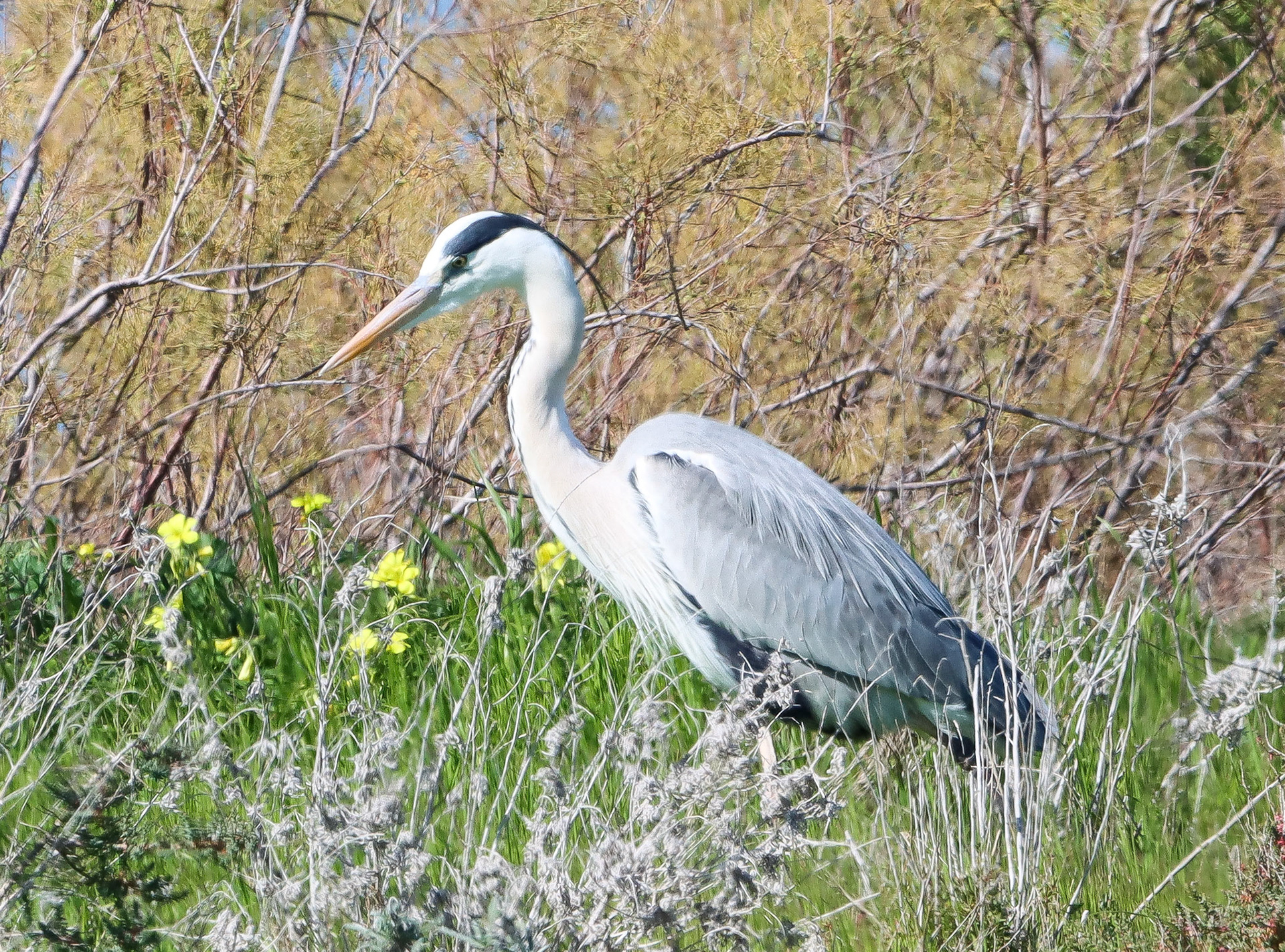 Grey Heron