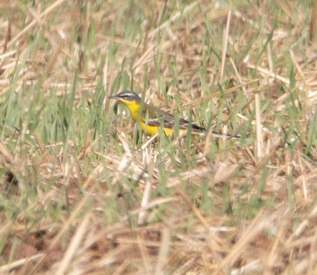 Blue-headed Wagtail