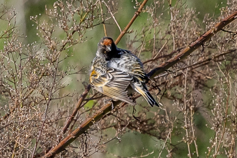 Red-fronted Serin