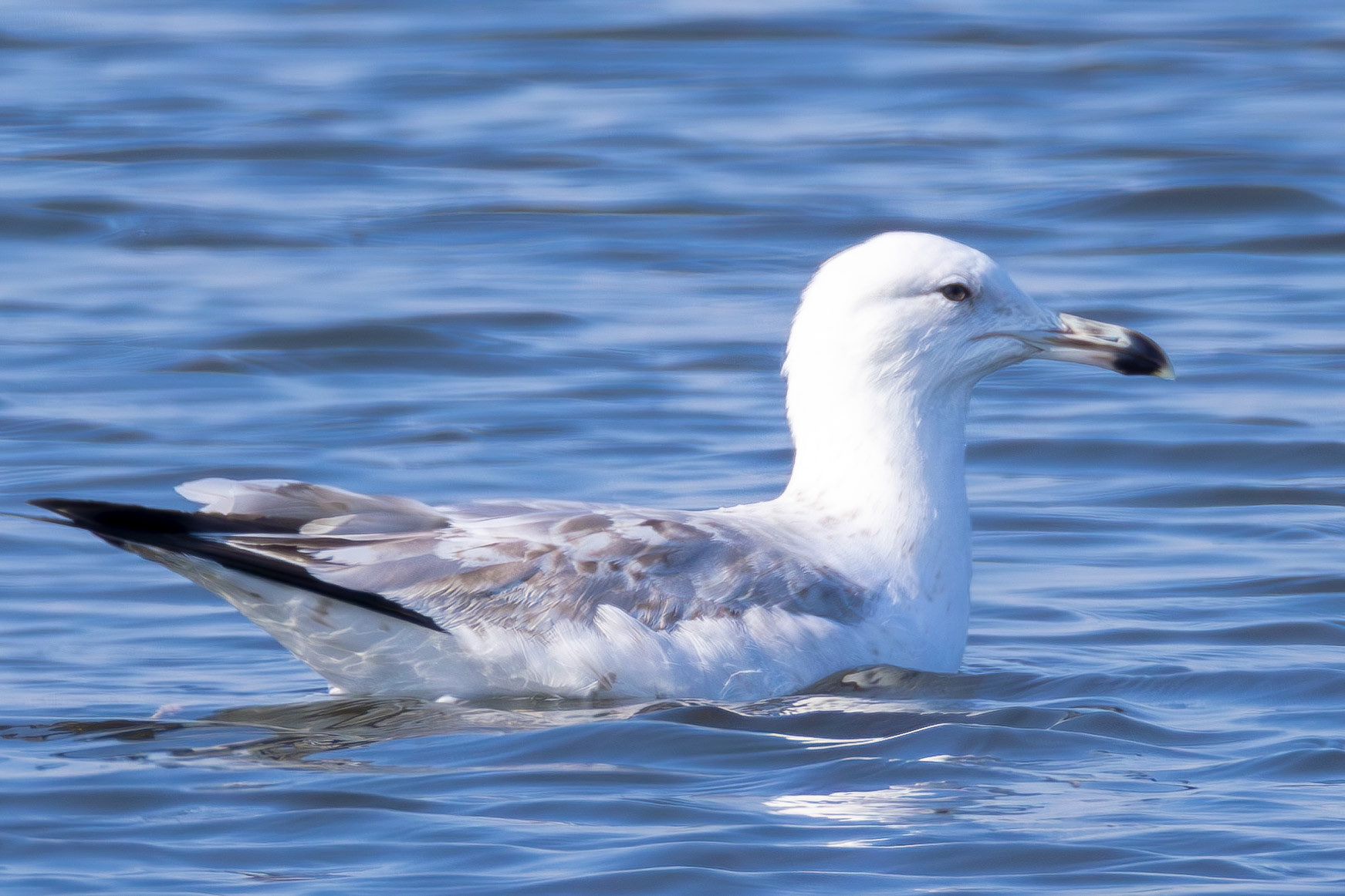 Caspian Gull