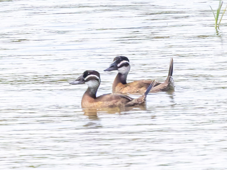 White-headed Duck