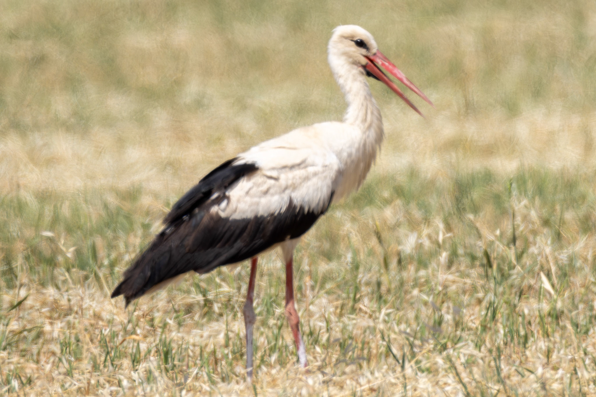 White Stork