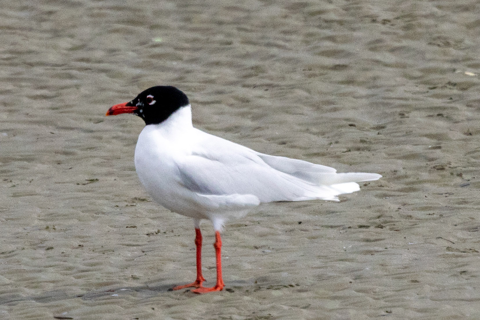 Mediterranean Gull