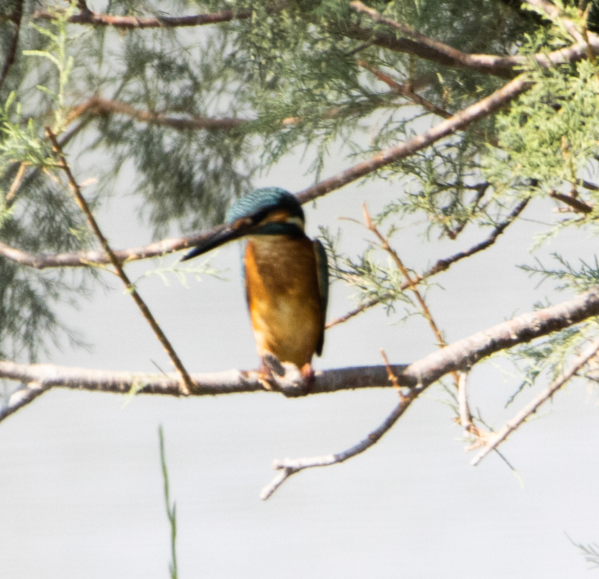 Kingfisher