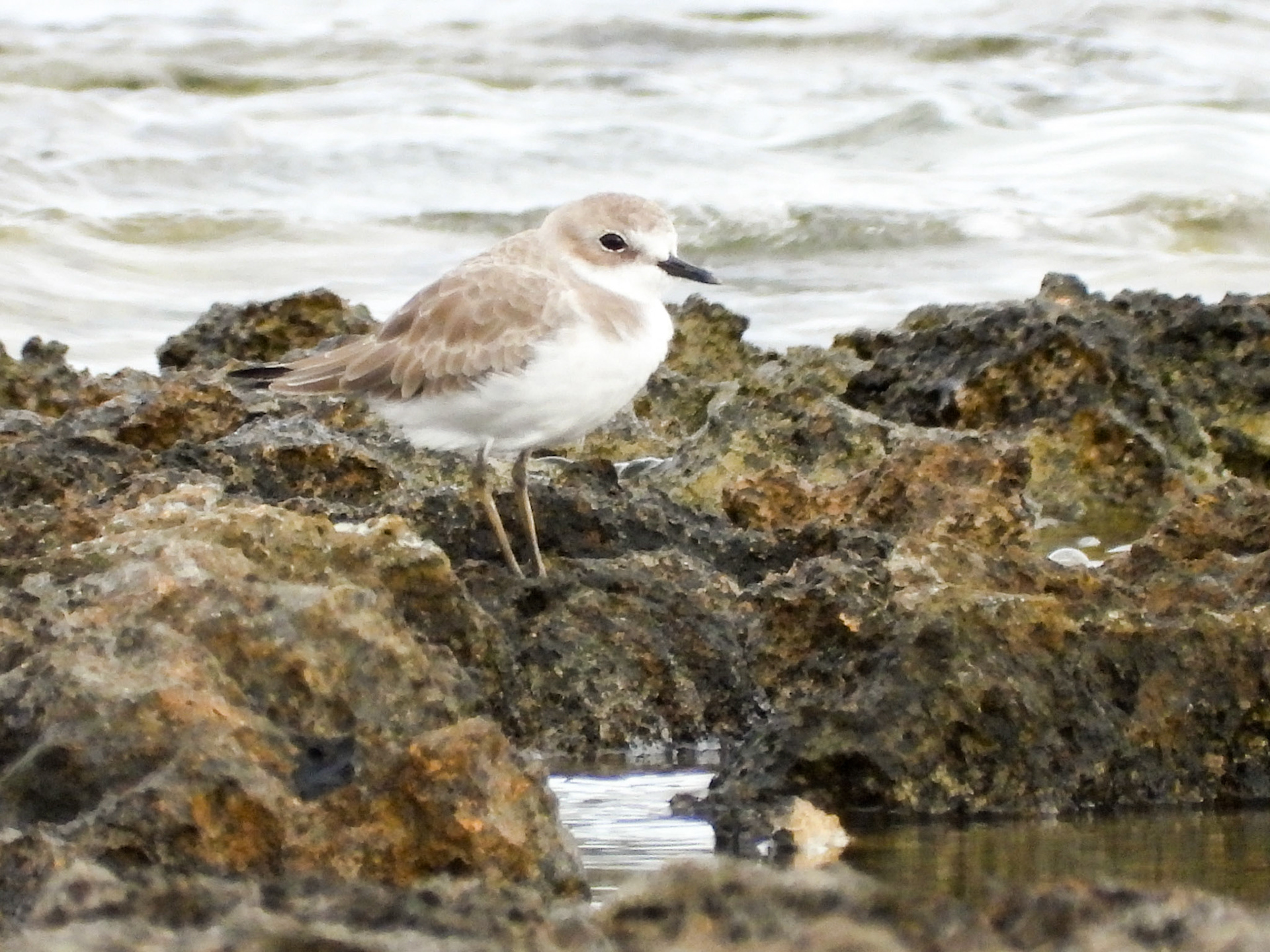Greater Sand Plover