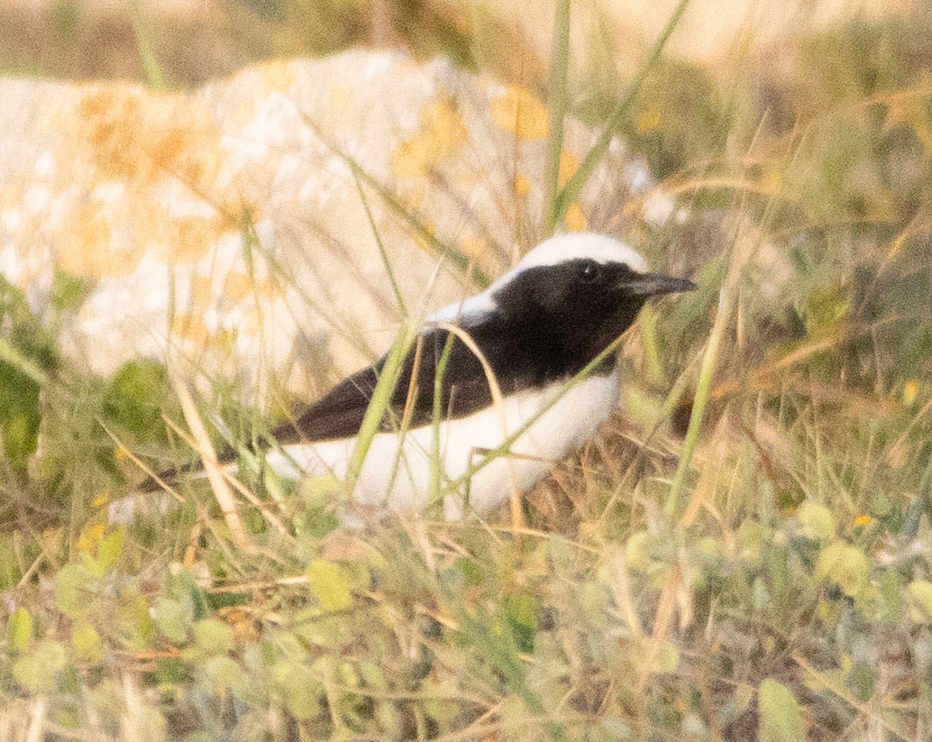 Finschs Wheatear