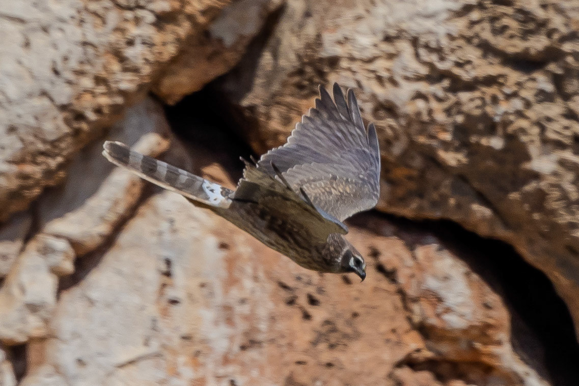 Pallid Harrier