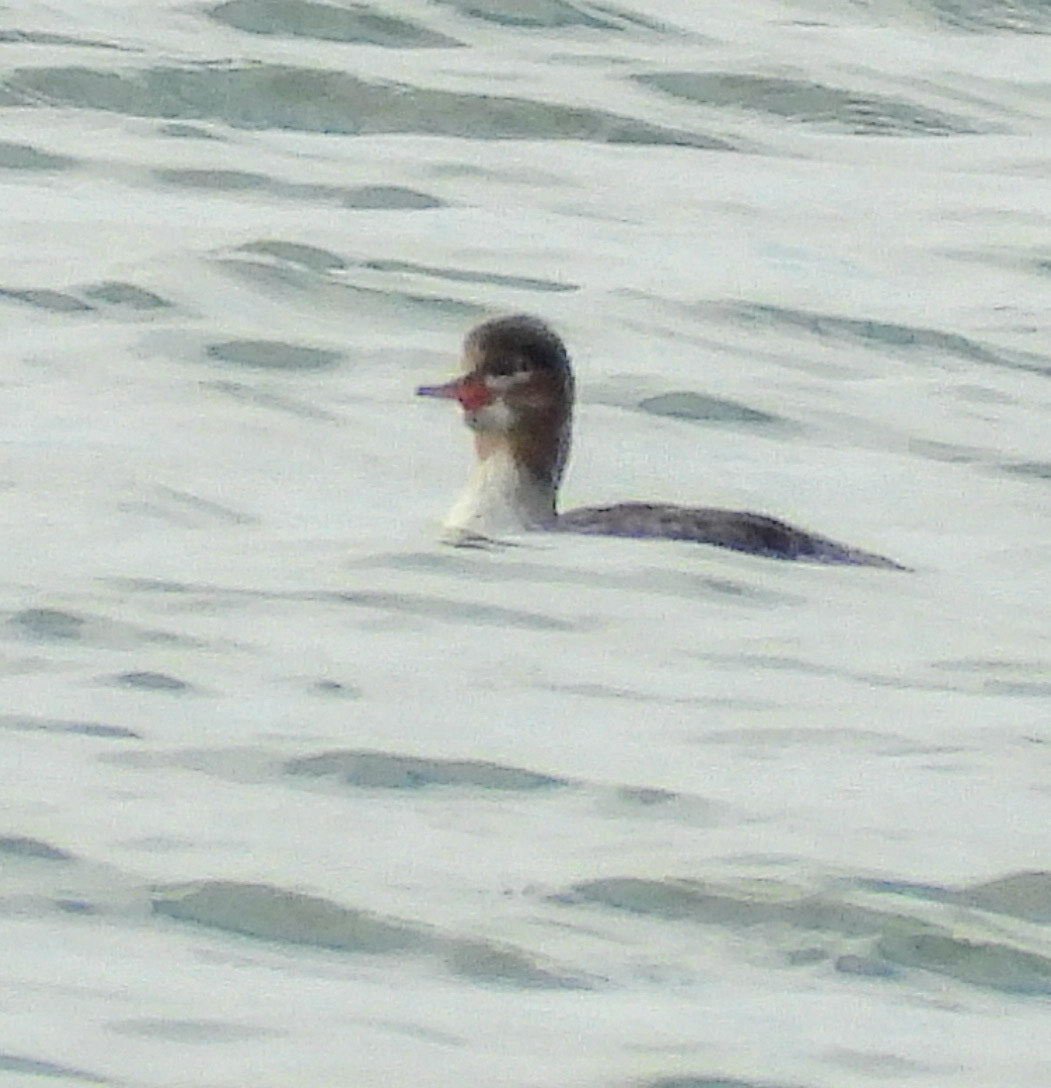 Red-breasted Merganser