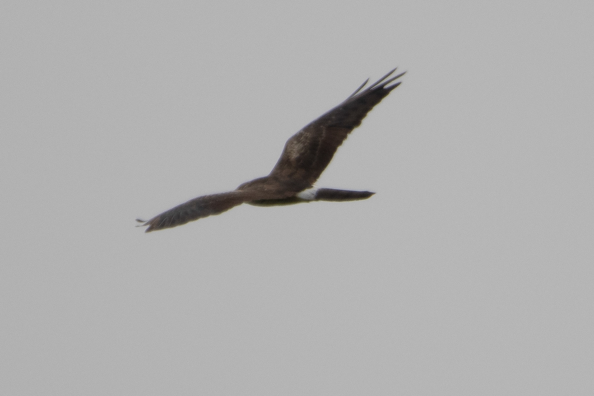 Pallid Harrier