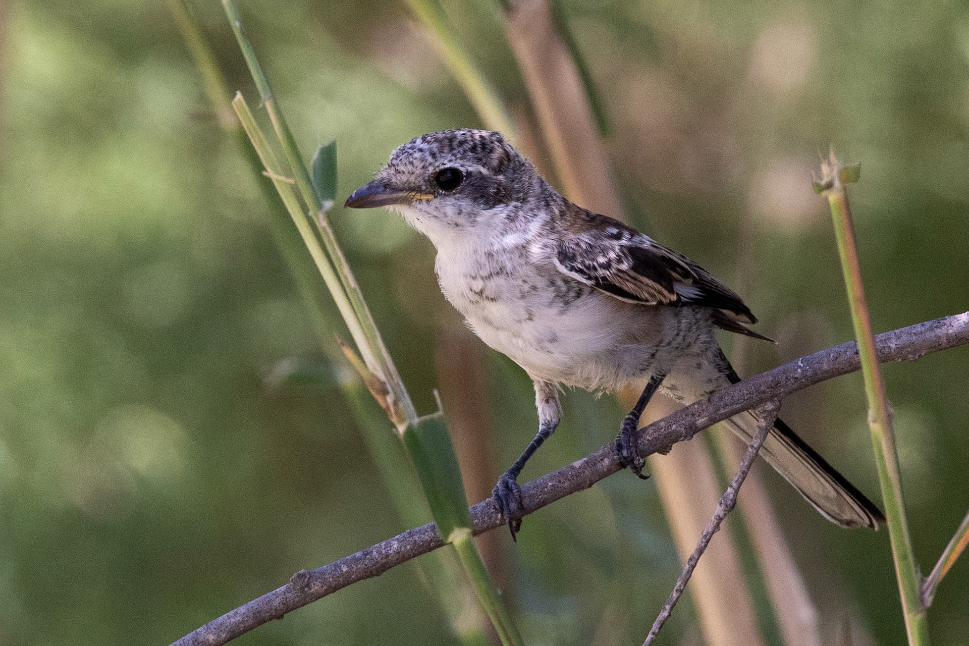 Masked Shrike