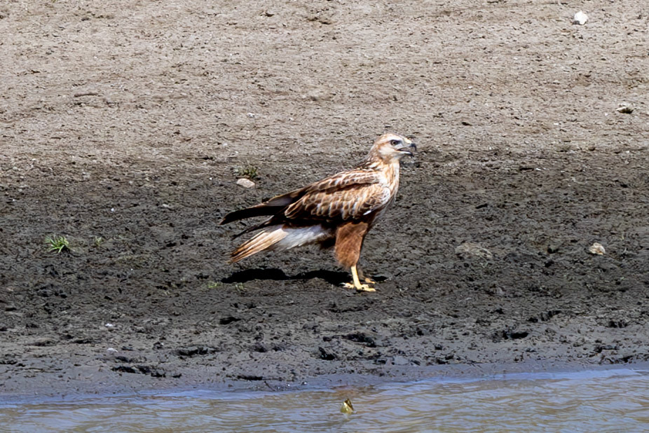 Lon-legged Buzzard