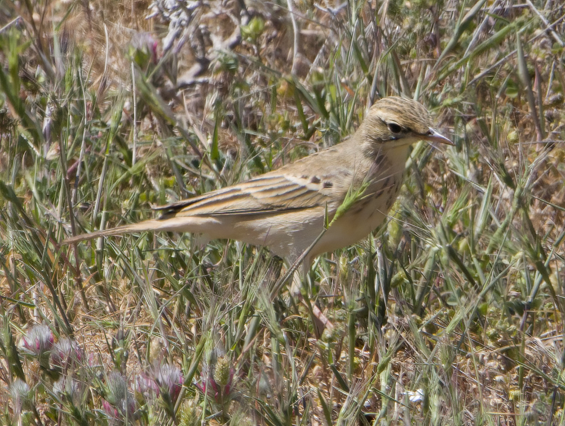 Tawny Pipit