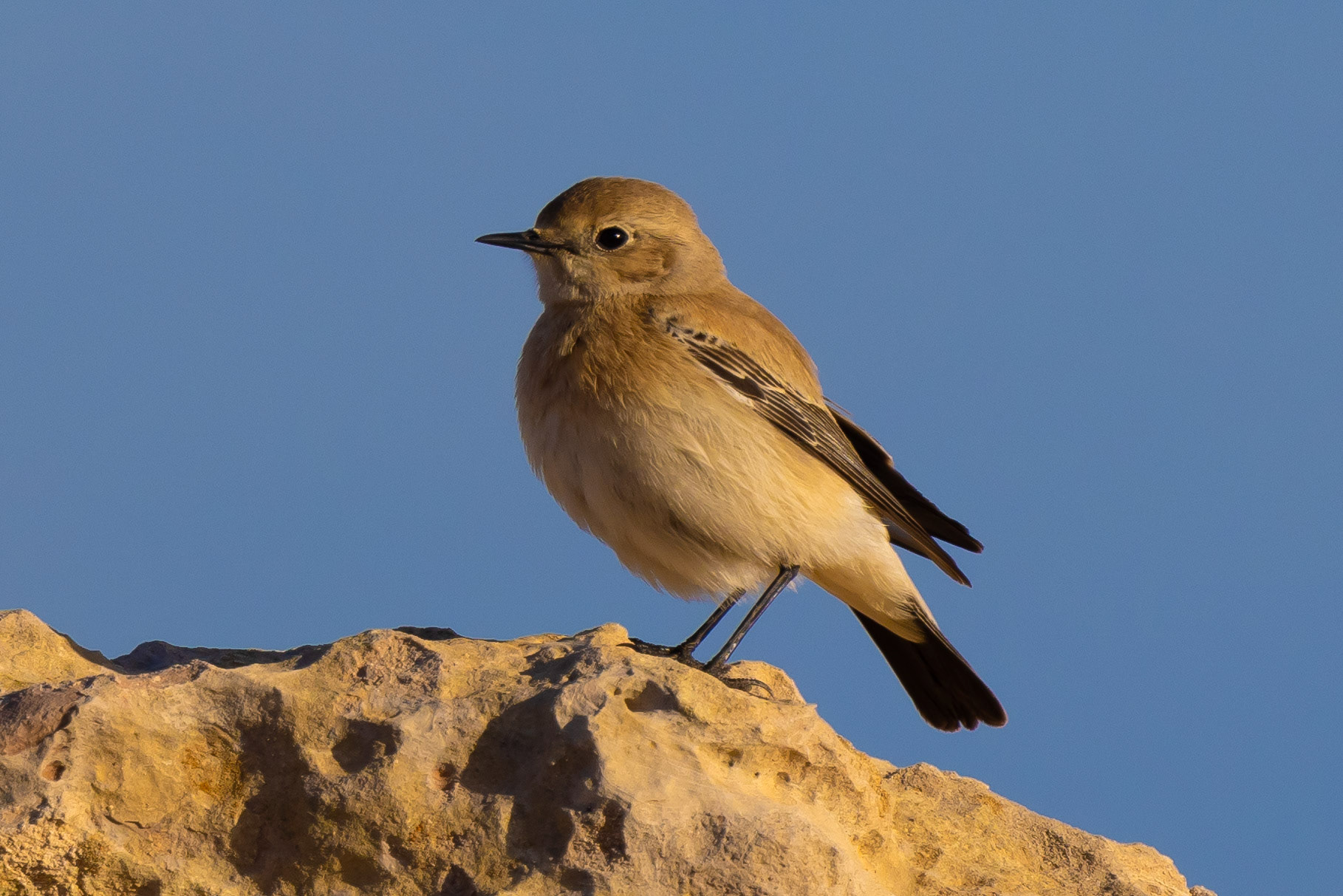 Desert Wheatear