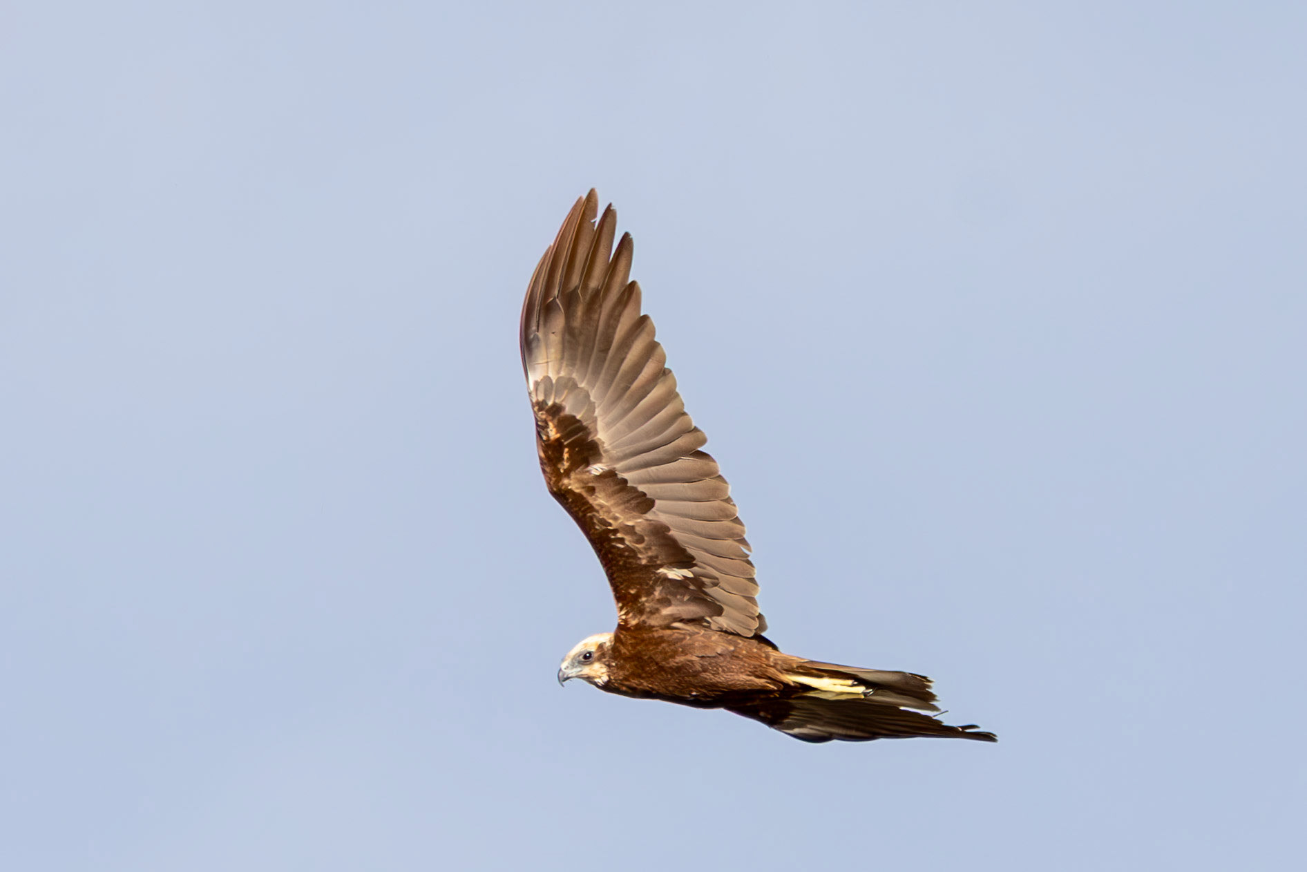 Marsh Harrier