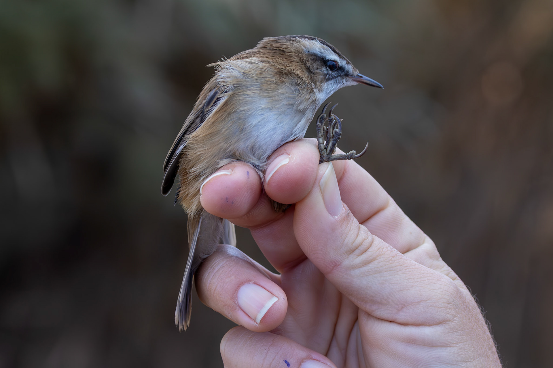 Moustached Warbler