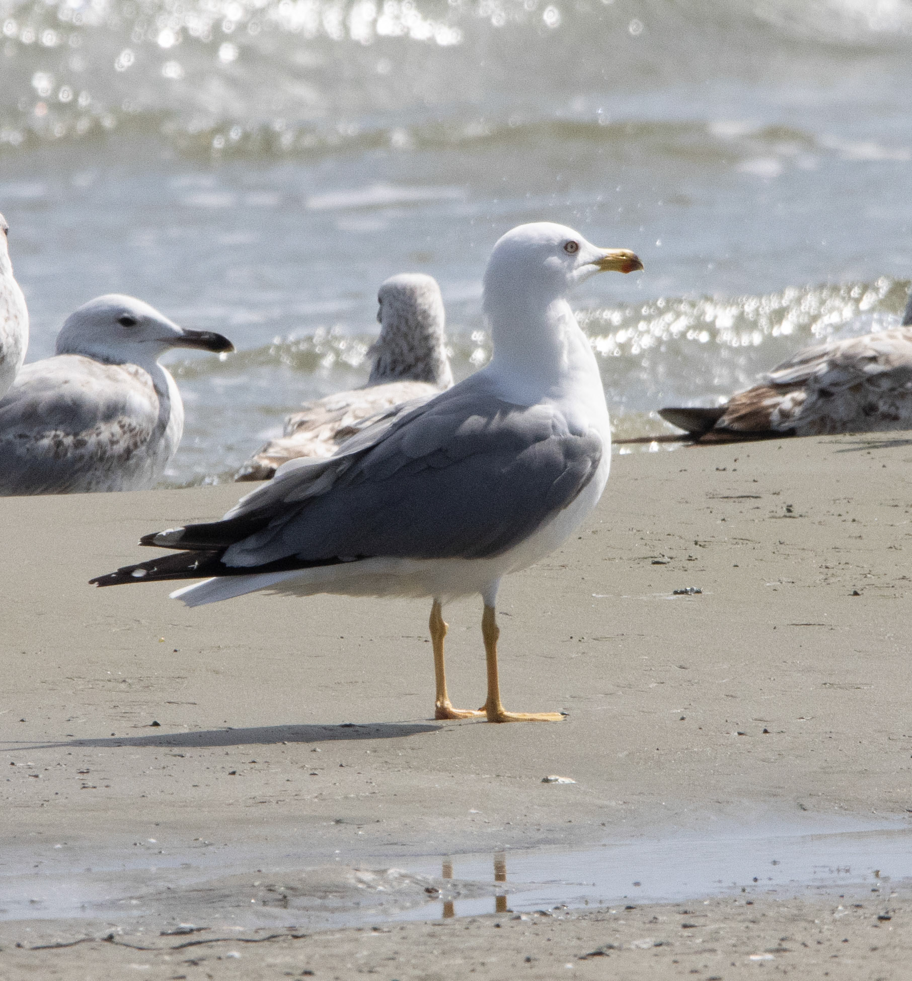 Yellow-legged Gull