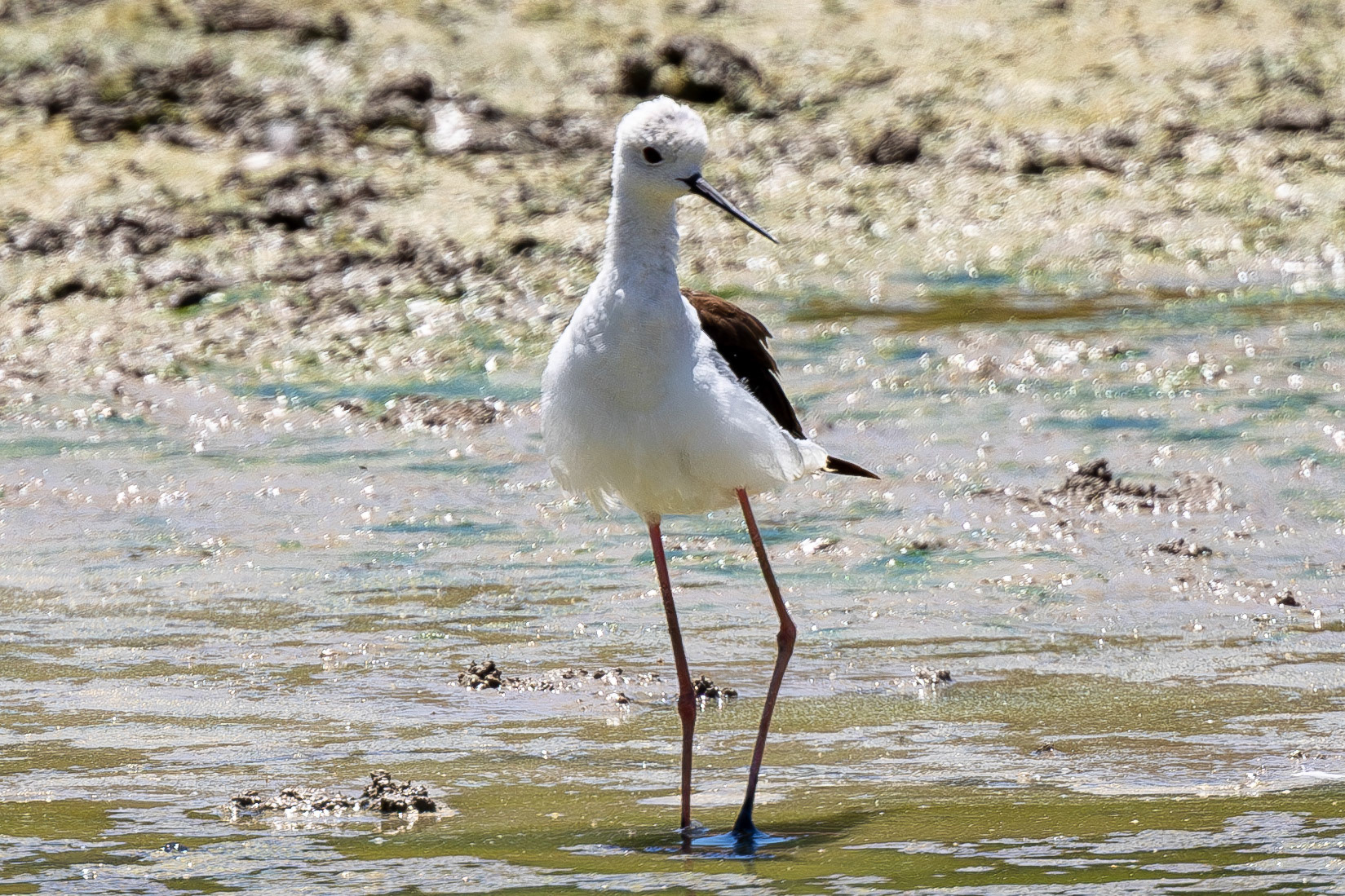 Black-winged Stilt