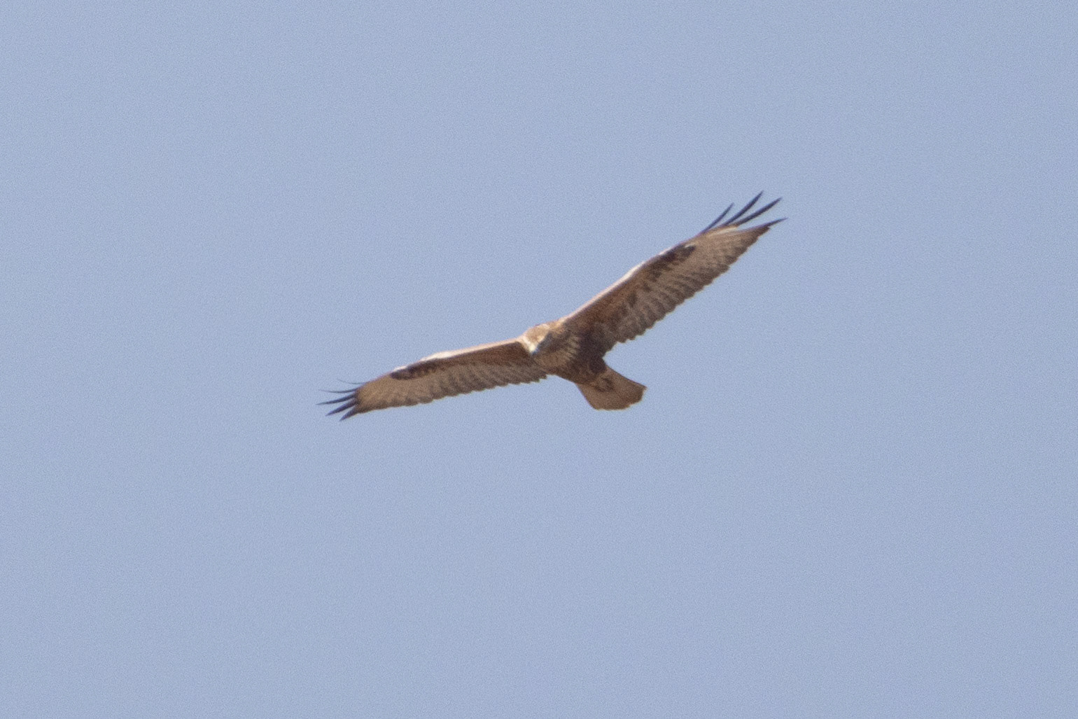 Bonelli's Eagle