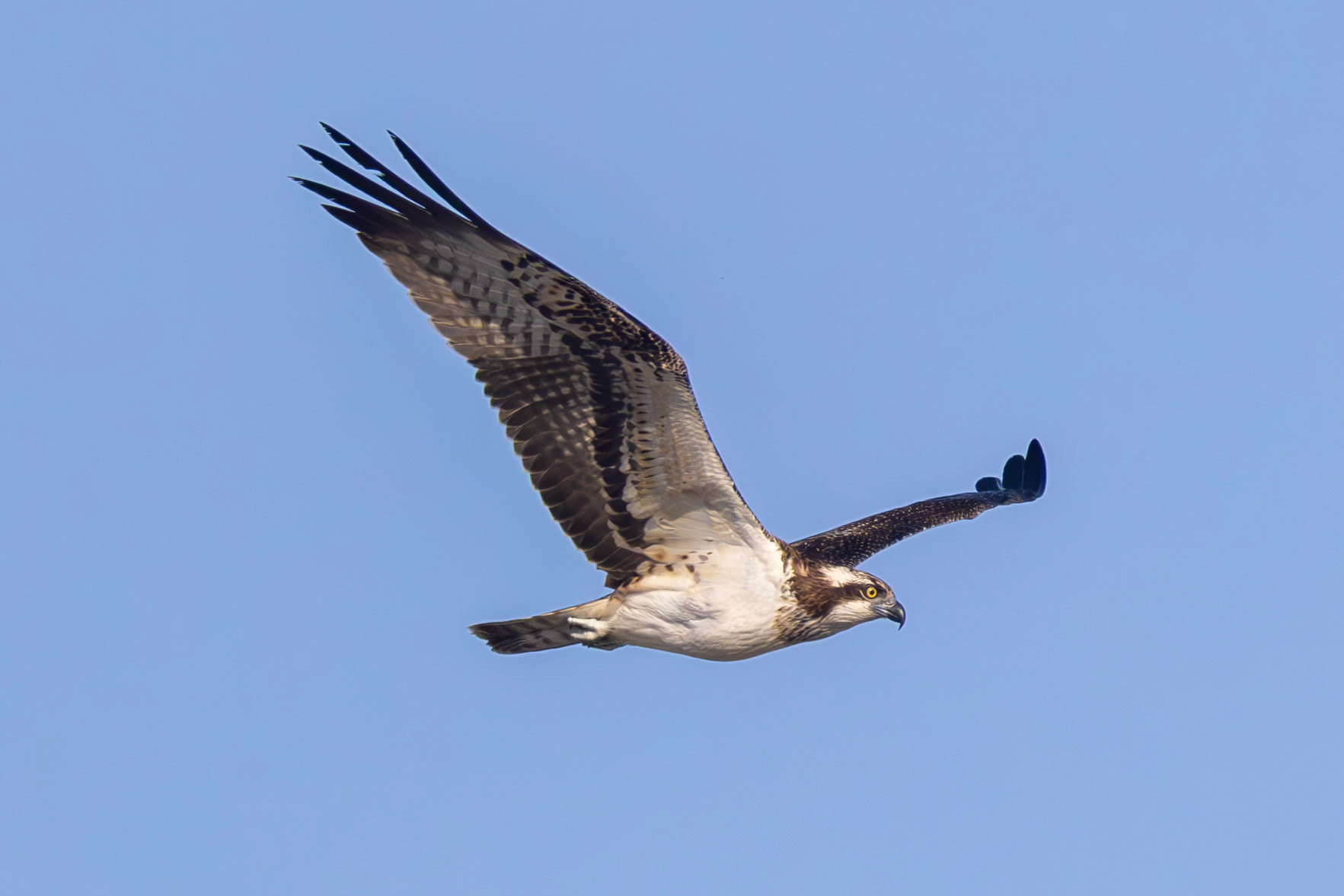 Osprey