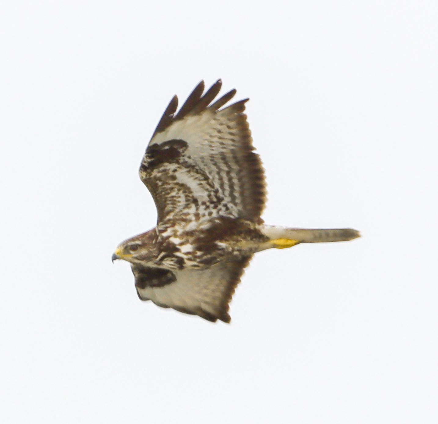 Common Buzzard