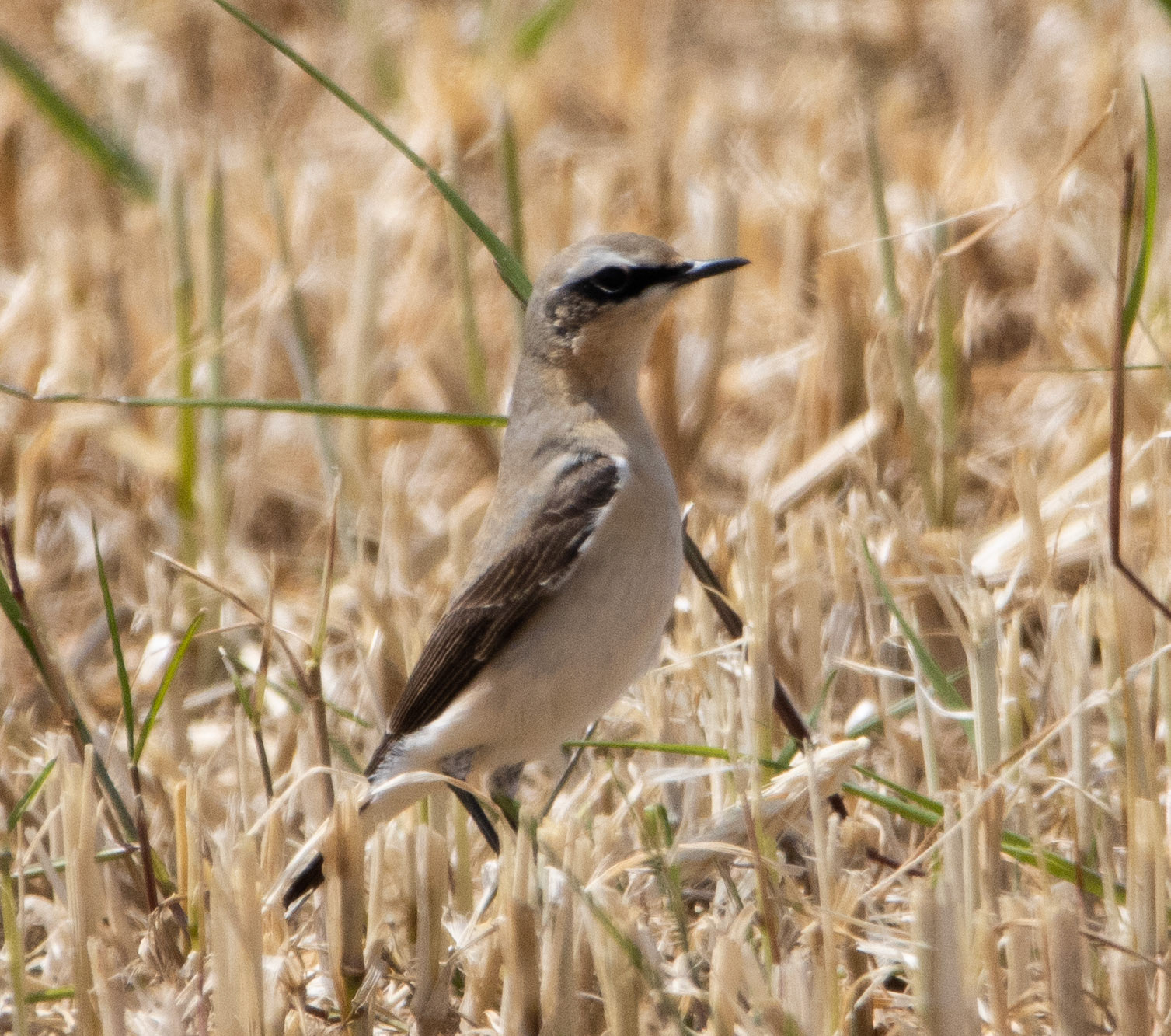 Wheatear