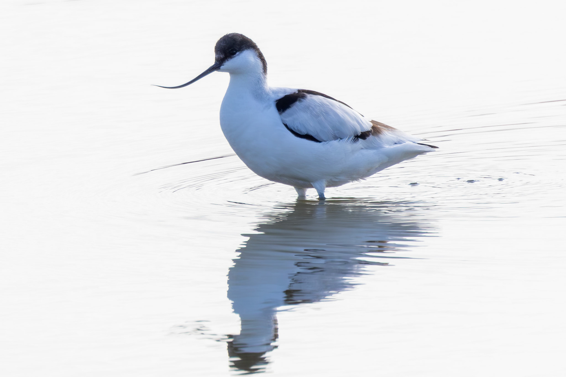 Pied Avocet