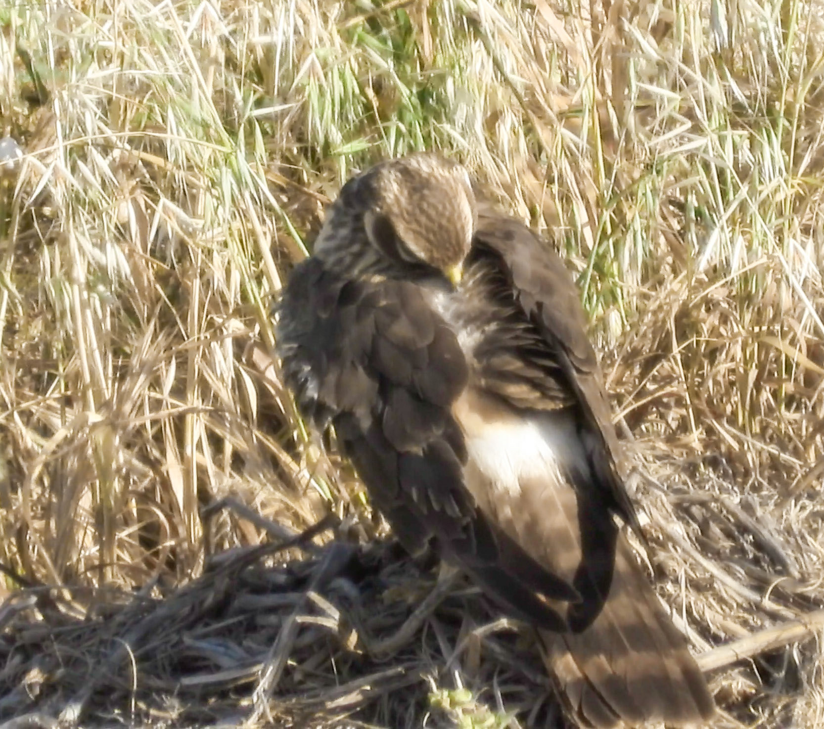 Montagu's Harrier