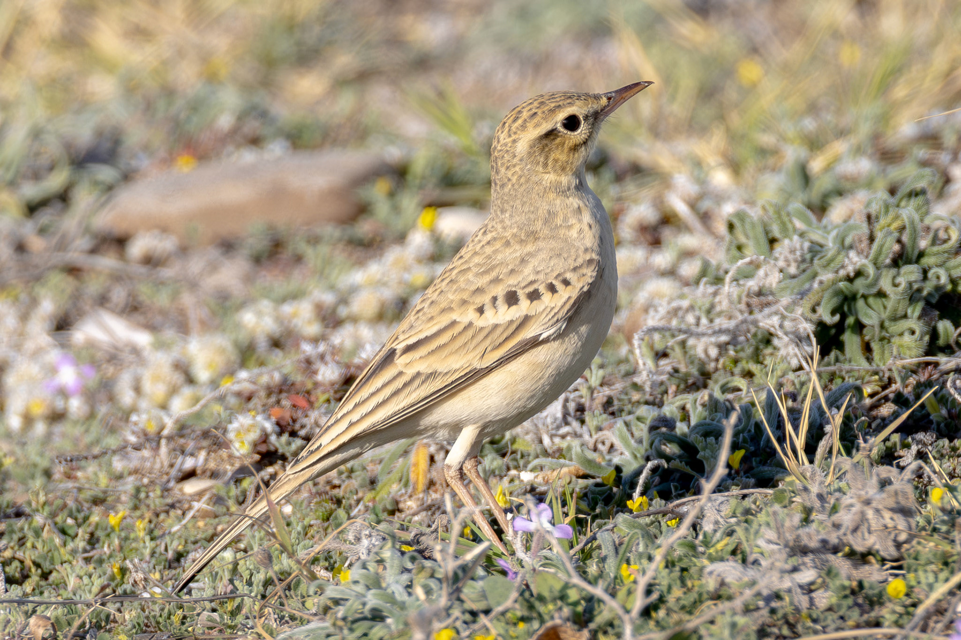 Tawny Pipit