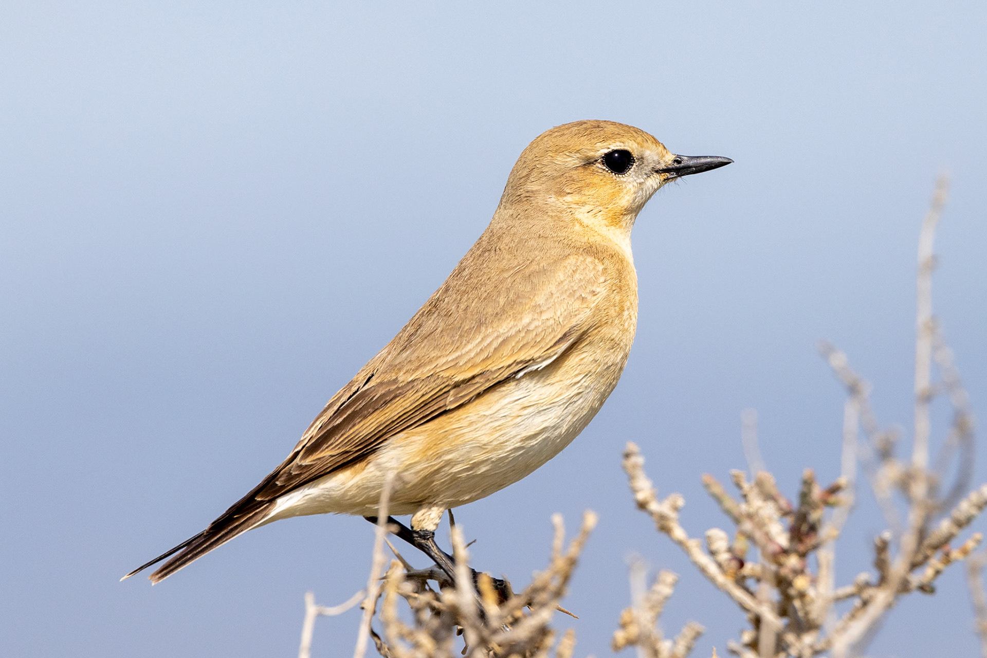 Isabelline Wheatear
