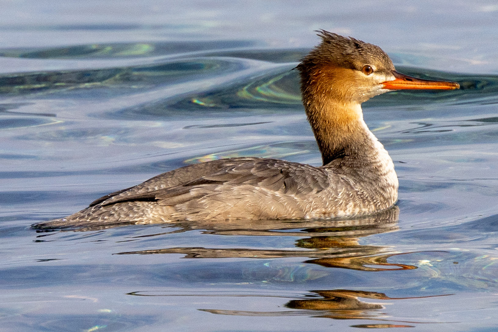 Red-breasted Merganser