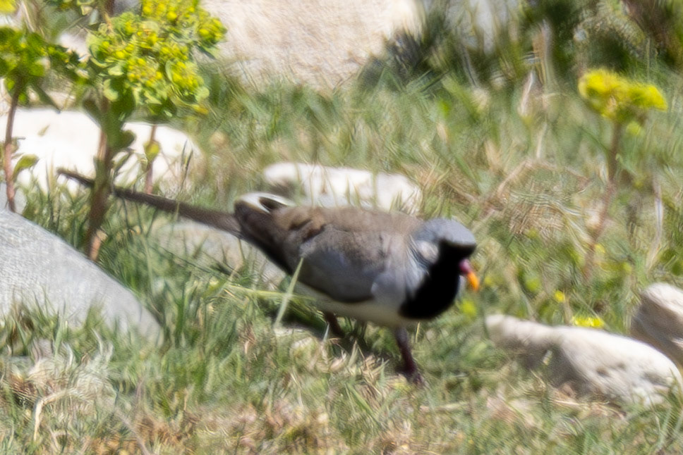 Namaqua Dove