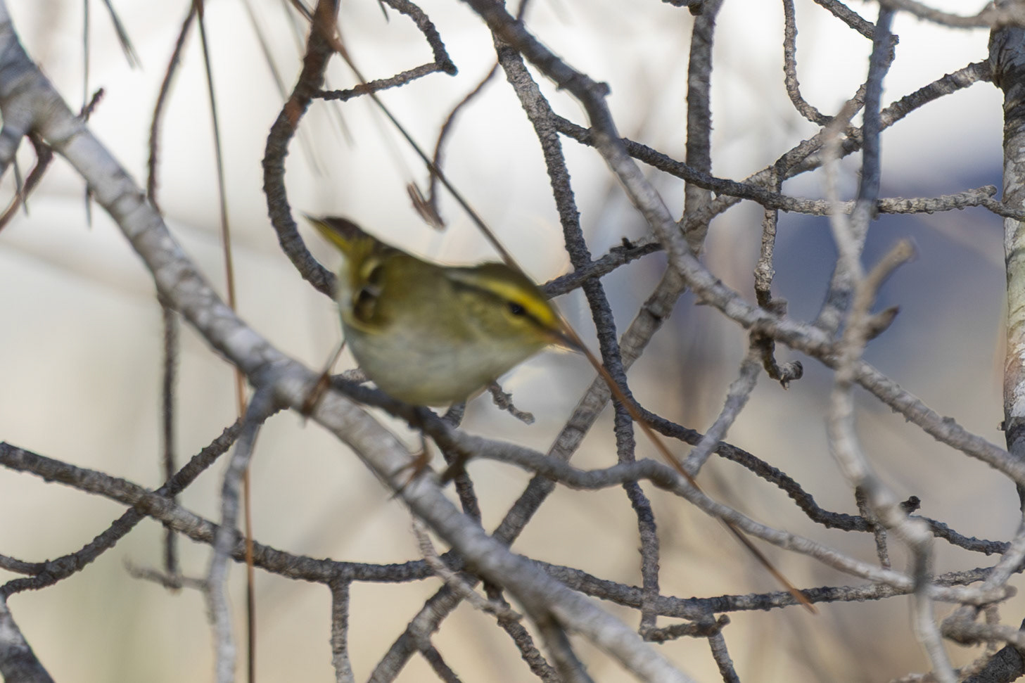 Pallas's Warbler