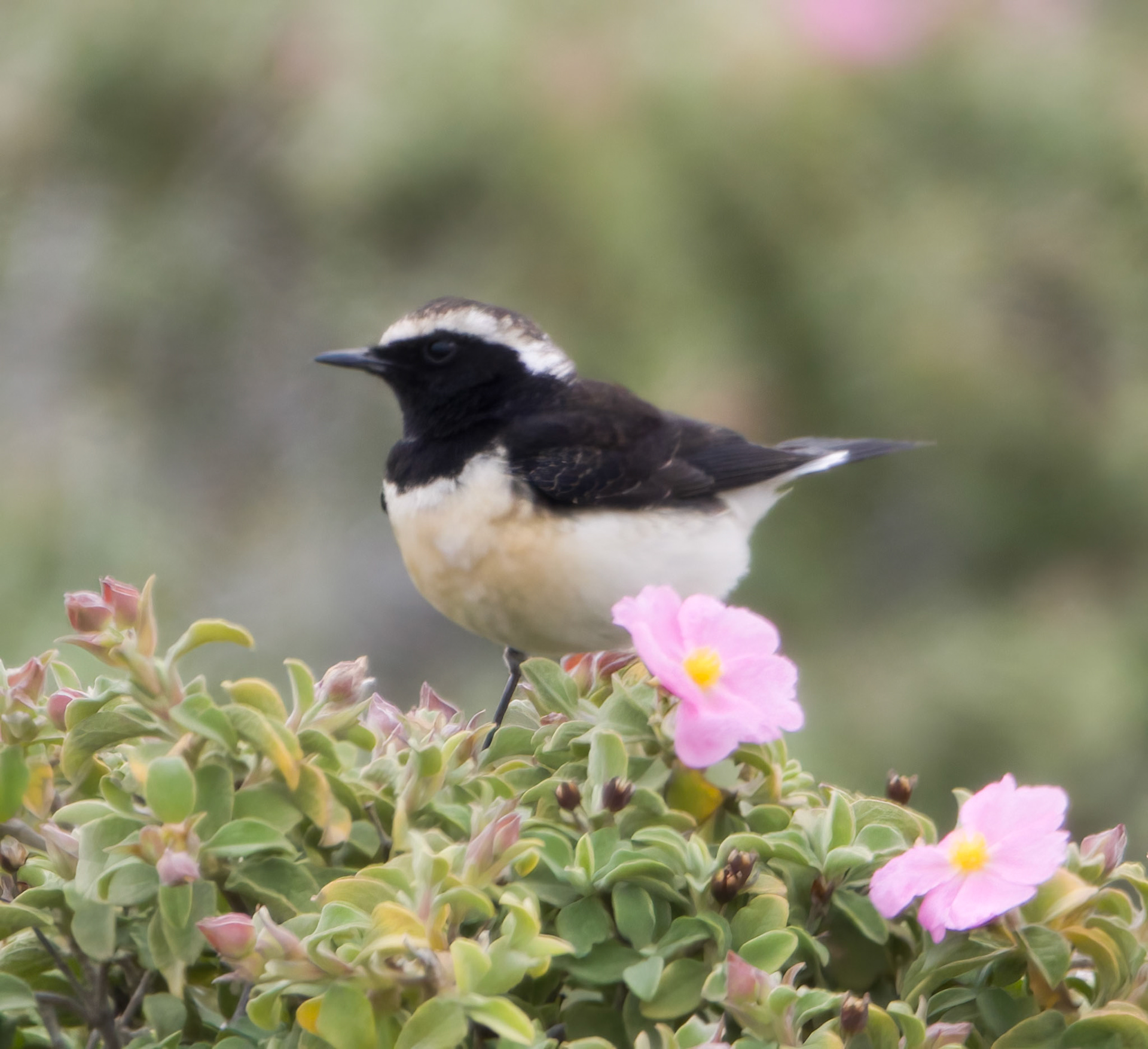 Cyprus Wheatear