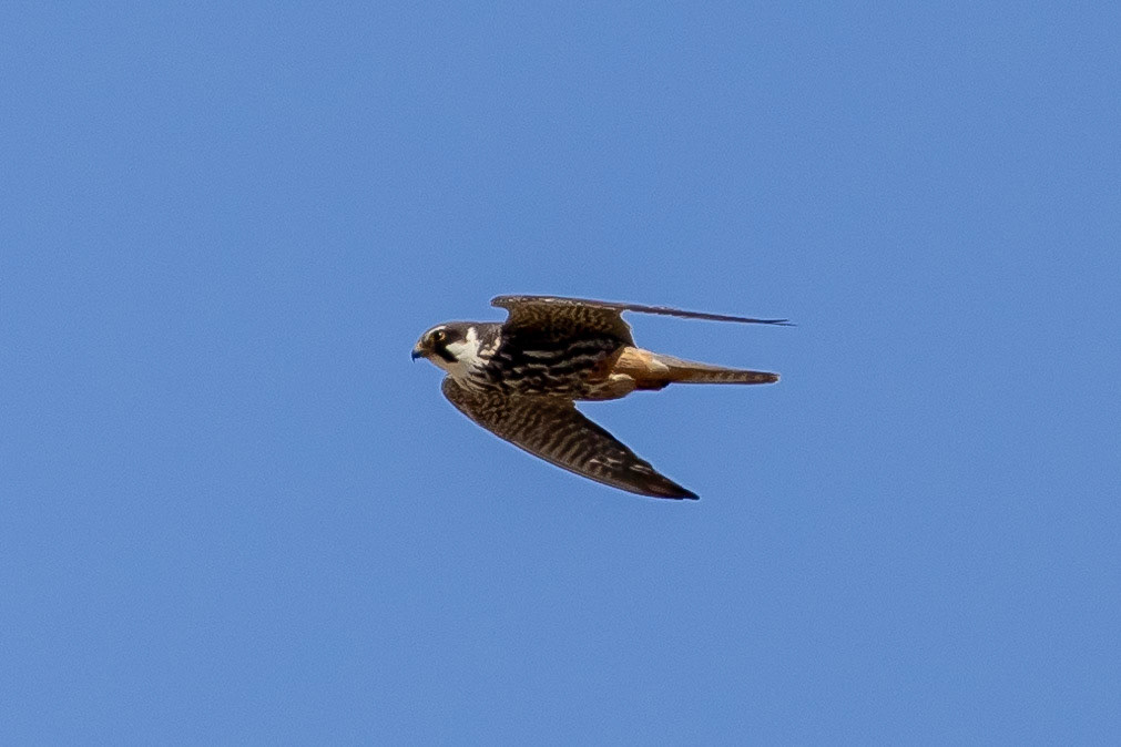 Hobby