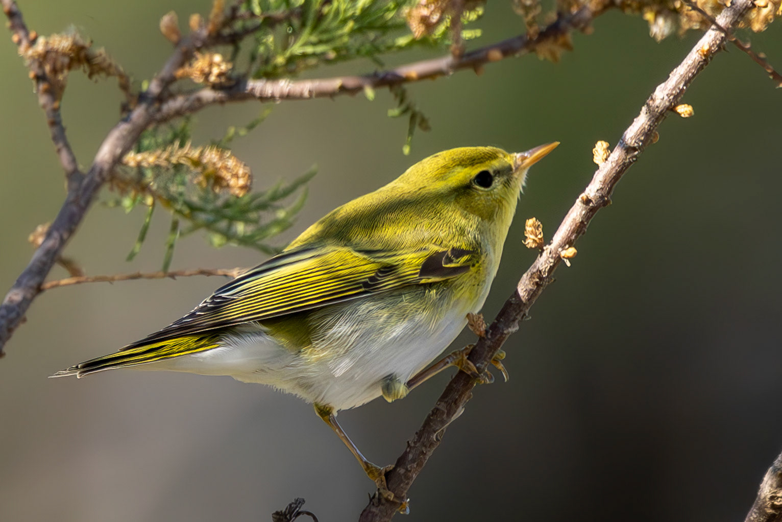 Wood Warbler