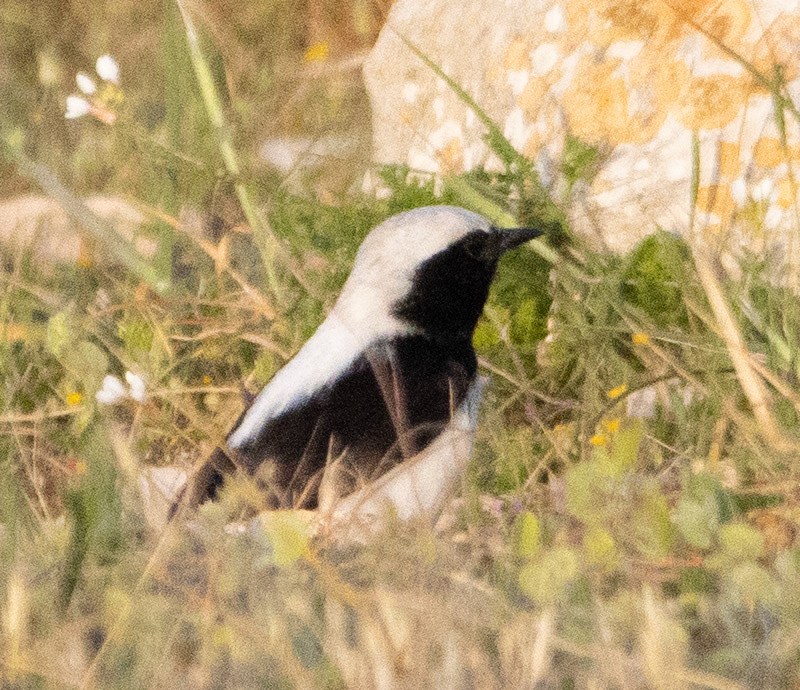 Finschs Wheatear